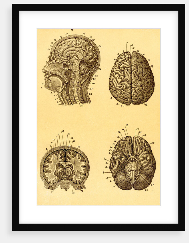 Cutaway and Profile Diagrams of the Human Brain by Anonymous