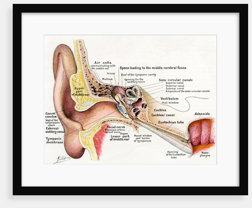 Illustration of a Section of the Human Ear by Anonymous