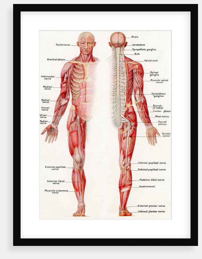 Illustration of the Brain, Spinal Cord and Nerves of the Human Male by Anonymous