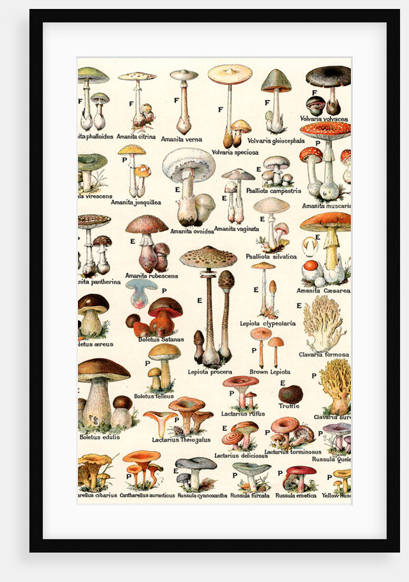 Illustration of Edible and Poisonous Mushrooms by Anonymous