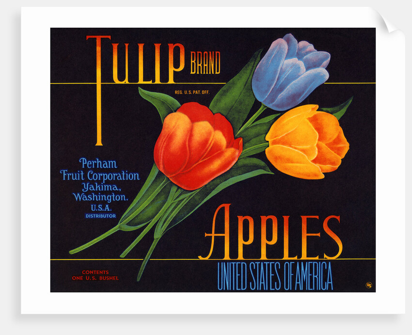Tulip Brand Apples Fruit Crate Label by Anonymous