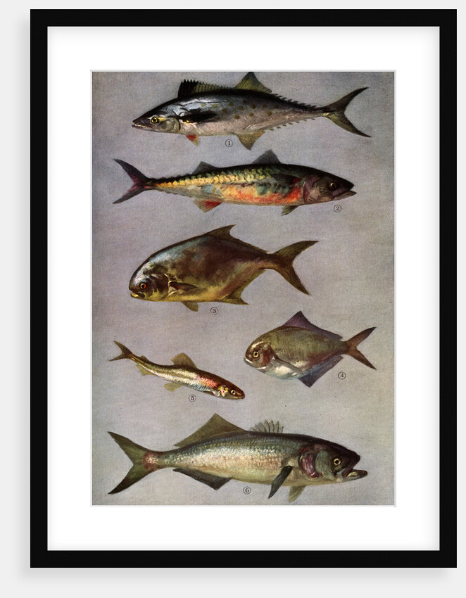 Illustration of Six Fish by Anonymous