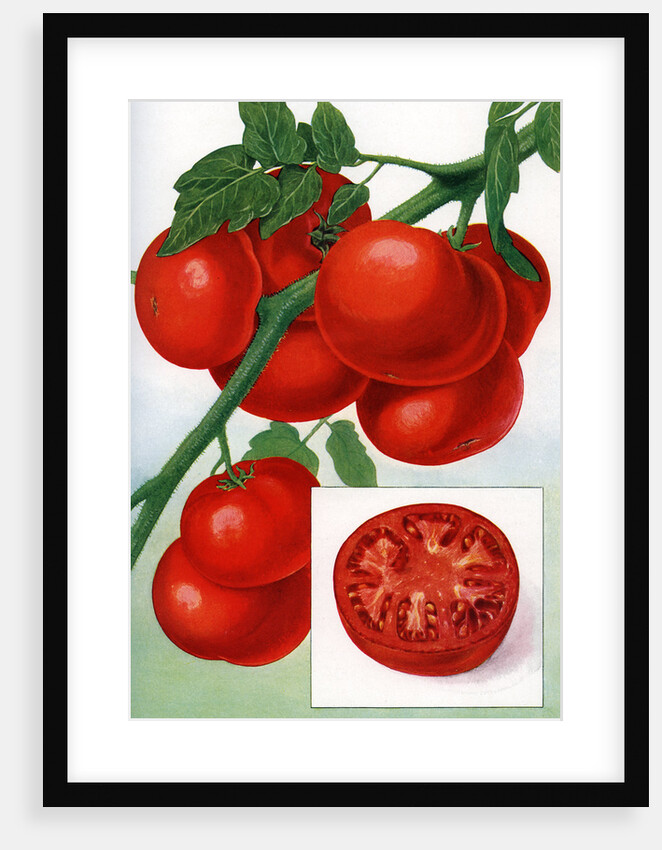 Color Print of Tomatoes on the Vine by Anonymous
