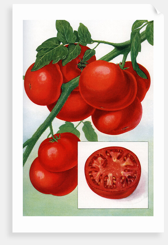 Color Print of Tomatoes on the Vine by Anonymous