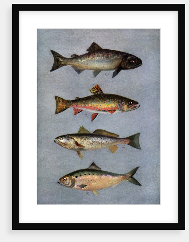 Illustration of Four Fish by Anonymous