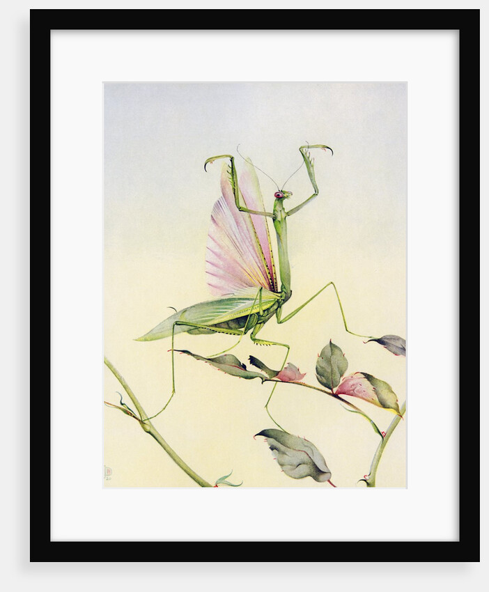 Illustration of Praying Mantis by Edward Julius Detmold