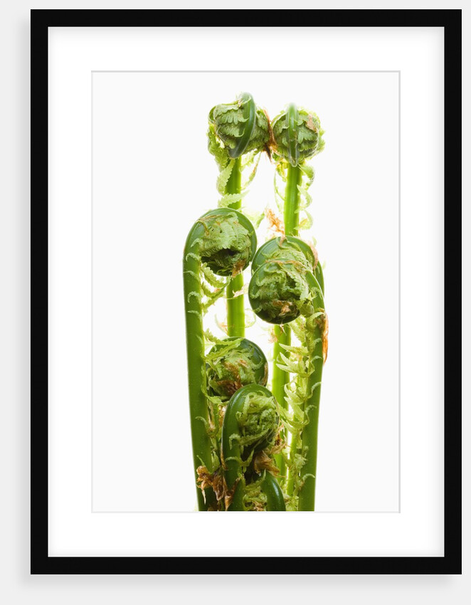 Ostrich Fern Fiddleheads by Anonymous