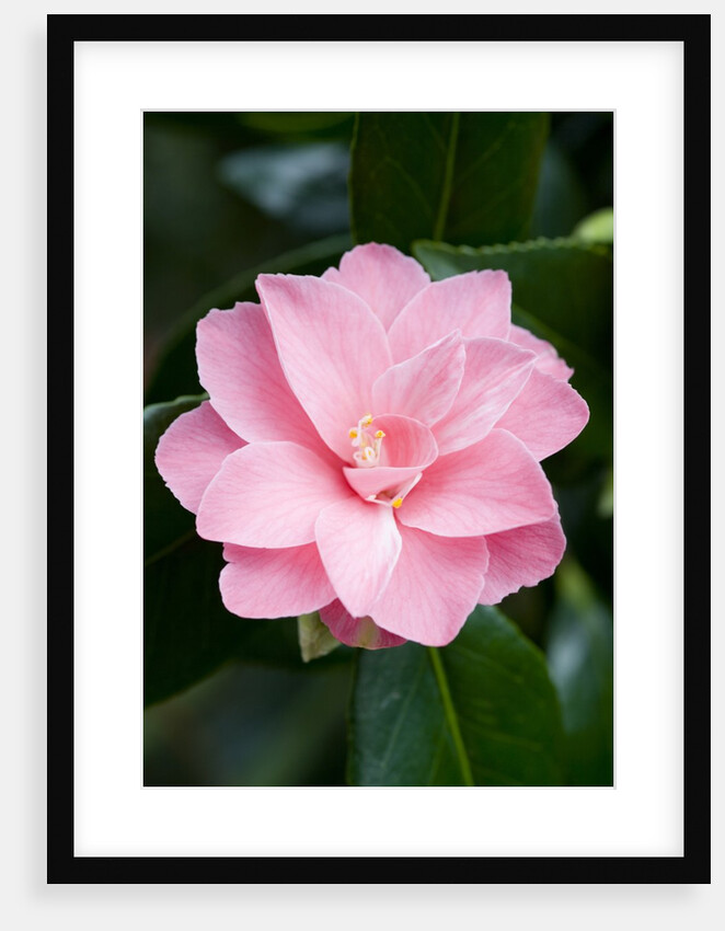 Camellia x williamsii 'Billie McCaskell' by Anonymous