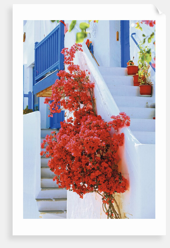Flowers Blooming on Stairway by Anonymous