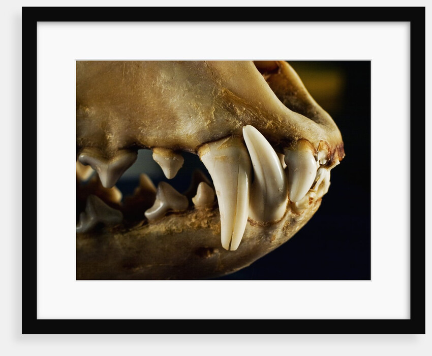 Ouch by Nathan Griffith