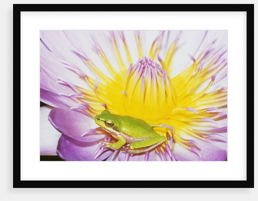Eastern Dwarf Tree Frog on Blossoming Water Lily by Anonymous