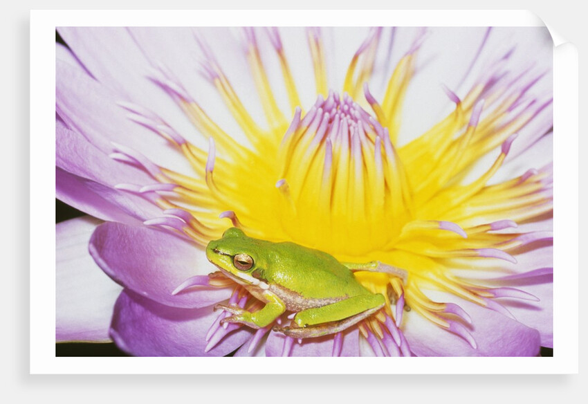 Eastern Dwarf Tree Frog on Blossoming Water Lily by Anonymous