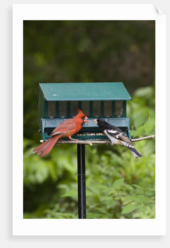 Cardinal and Rose-Breasted Grosbeak by Anonymous