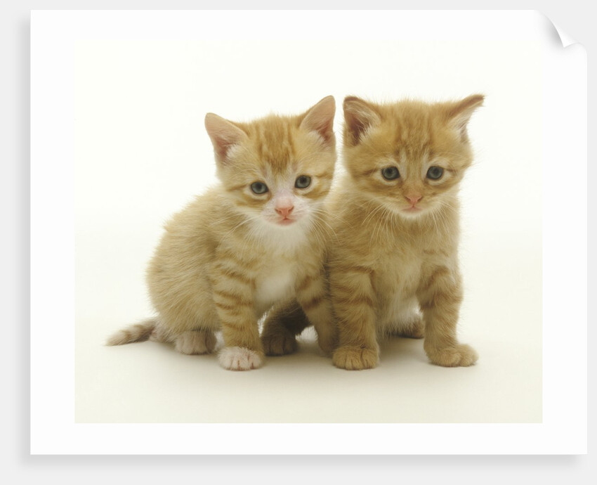 Six Week Old Yellow Kitten Siblings by Anonymous