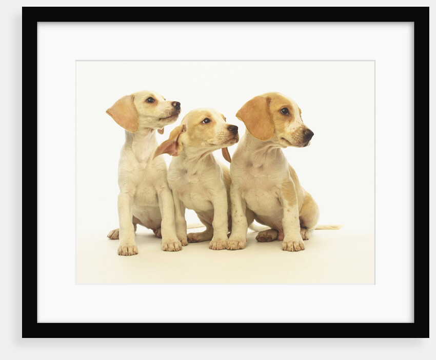 Beagle Puppies Looking Left by Anonymous