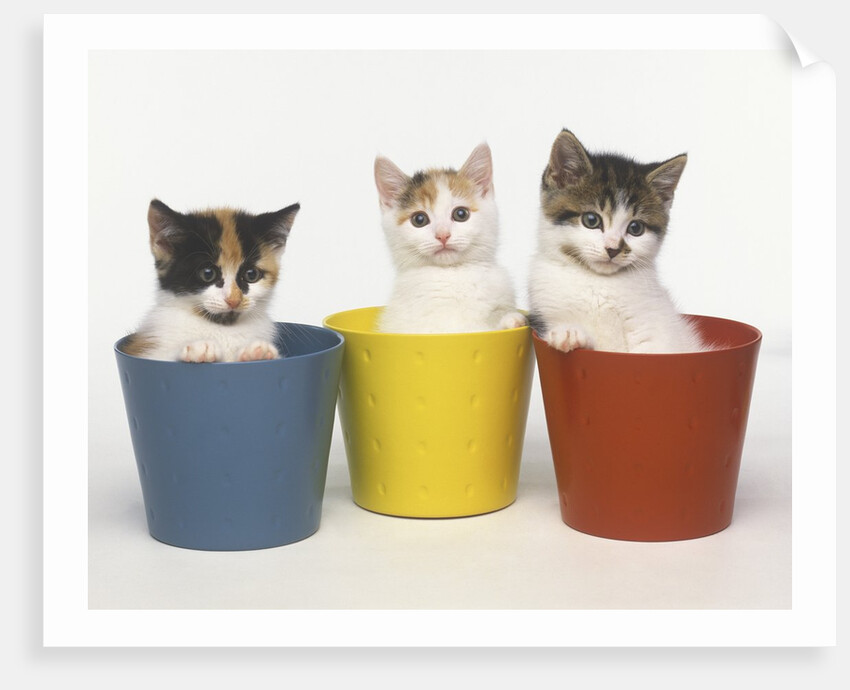 Kittens in Flower Pots by Anonymous