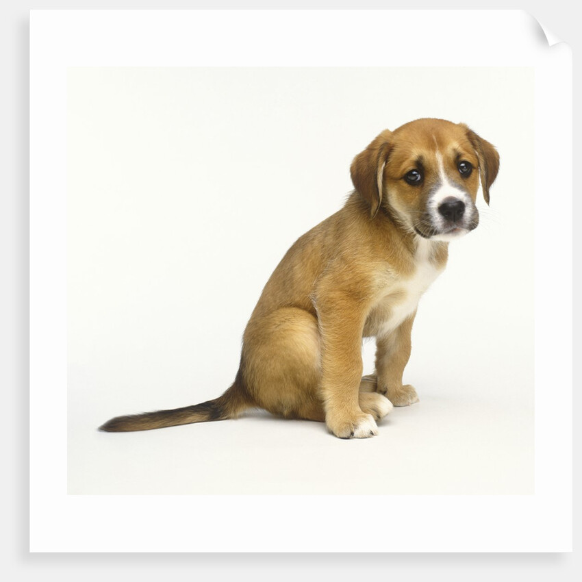 Puppy Sitting Down by Anonymous