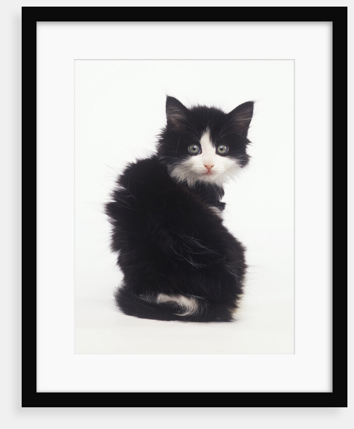 Black and White Kitten by Anonymous