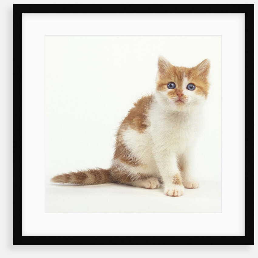 Orange and White Kitten by Anonymous