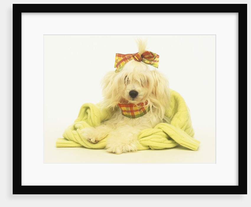 White Poodle Wearing Ribbons, Bows and Sweater by Anonymous
