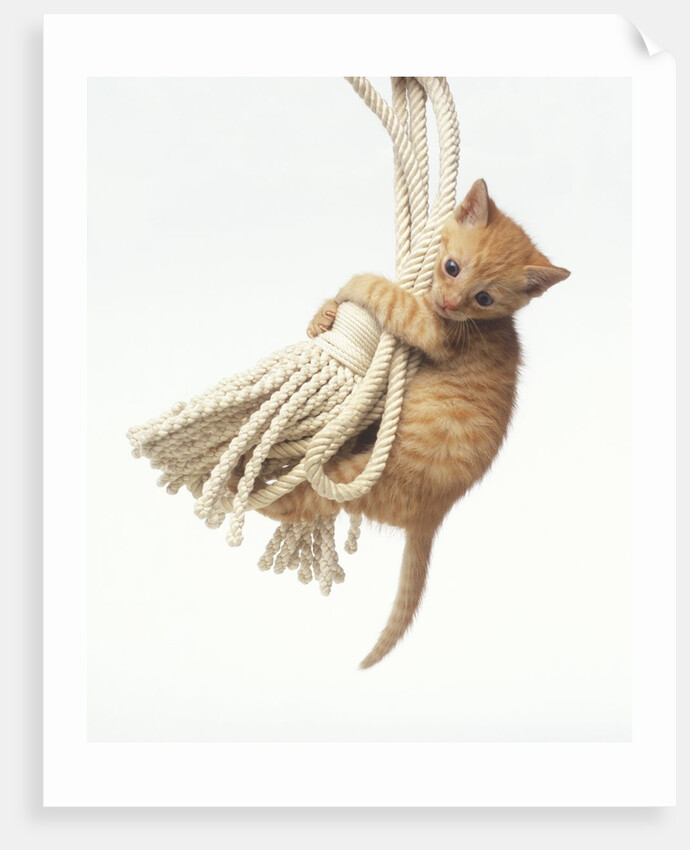 Orange Kitten Hanging from Tassel by Anonymous