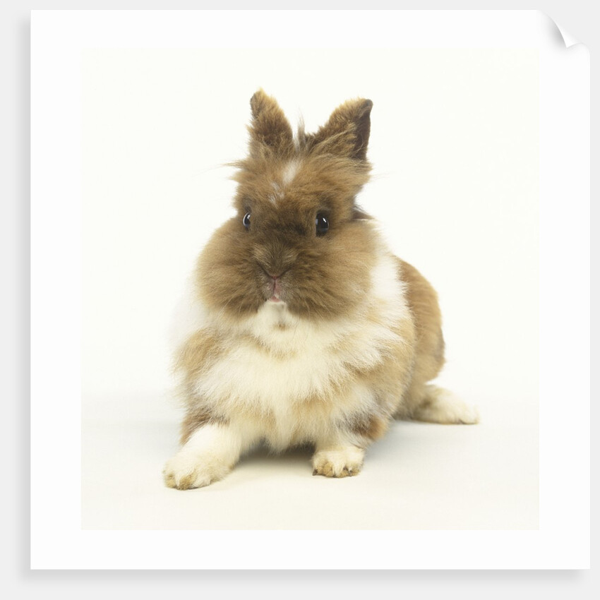 Brown and White Rabbit by Anonymous