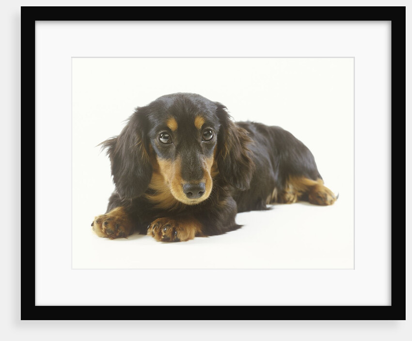 Long-Haired Dachshund Puppy by Anonymous