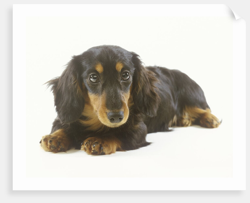 Long-Haired Dachshund Puppy by Anonymous