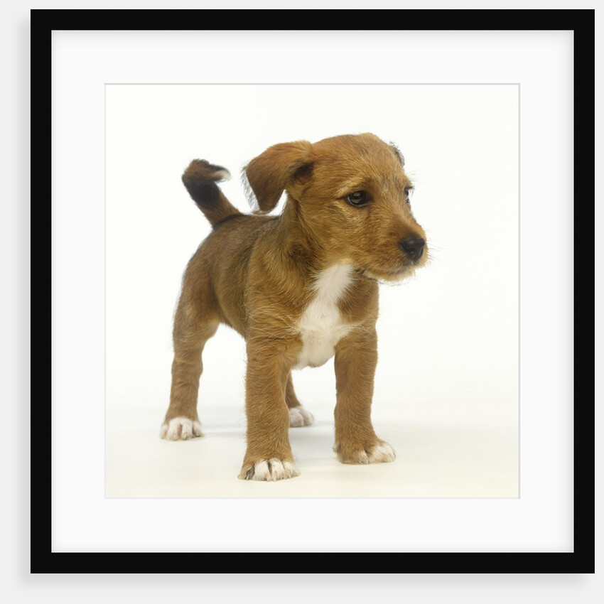 Brown and White Puppy by Anonymous
