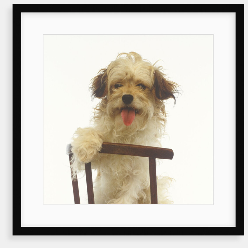Puppy on Chair by Anonymous