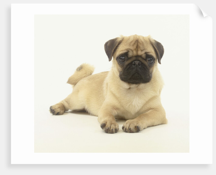 Pug Puppy by Anonymous