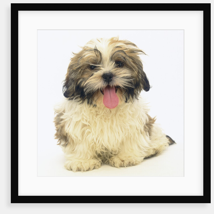 Shih Tzu Puppy Panting by Anonymous
