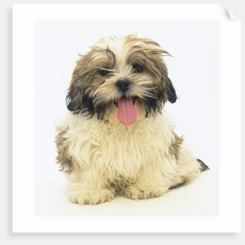 Shih Tzu Puppy Panting by Anonymous