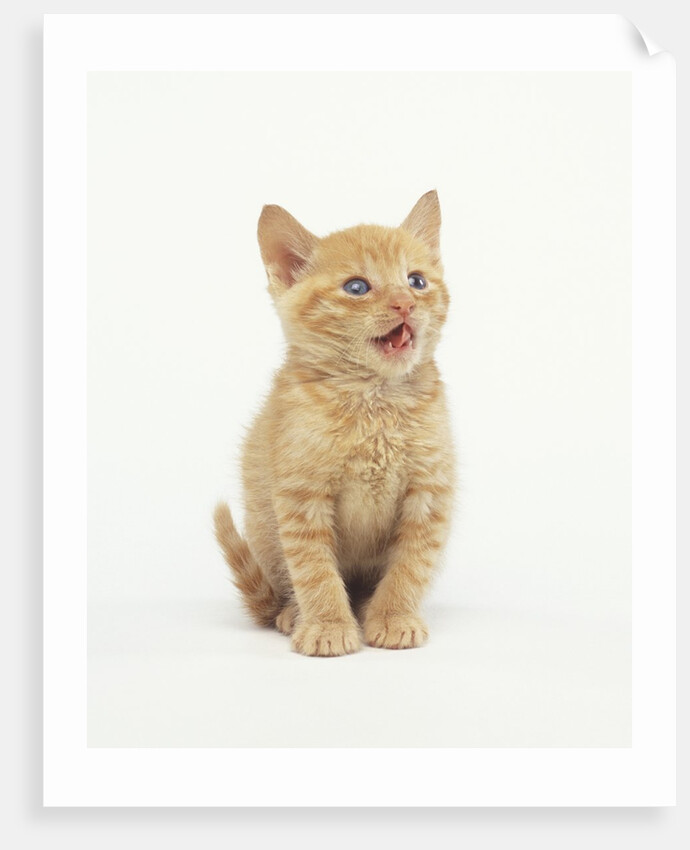Orange Kitten Meowing by Anonymous