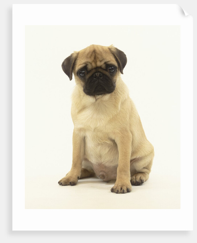 Pug Puppy by Anonymous