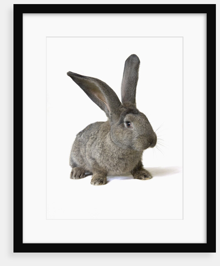 Gray Rabbit by Anonymous