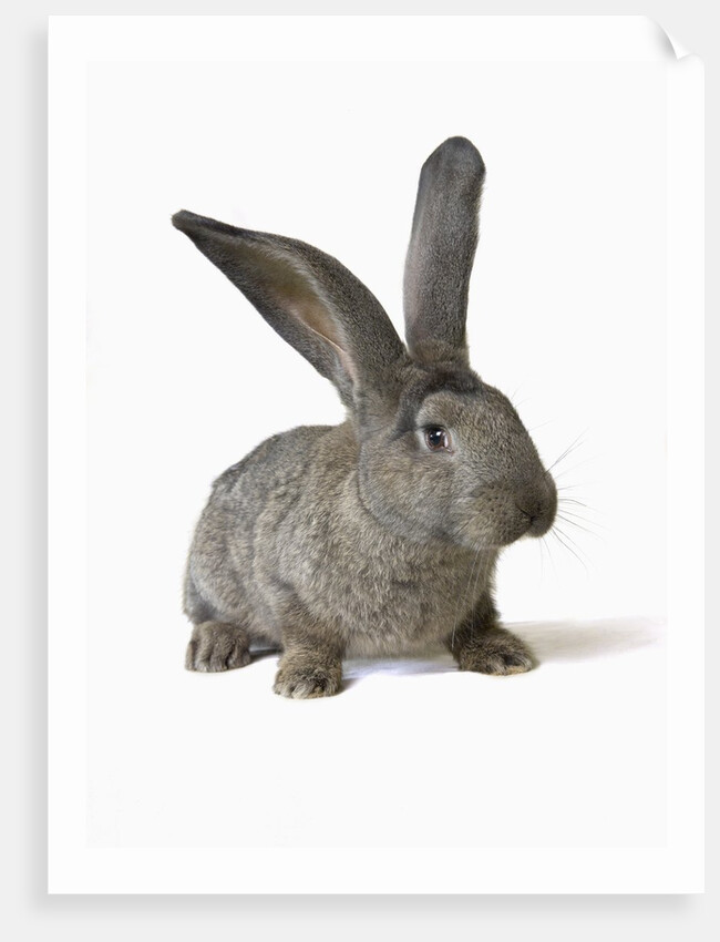 Gray Rabbit by Anonymous