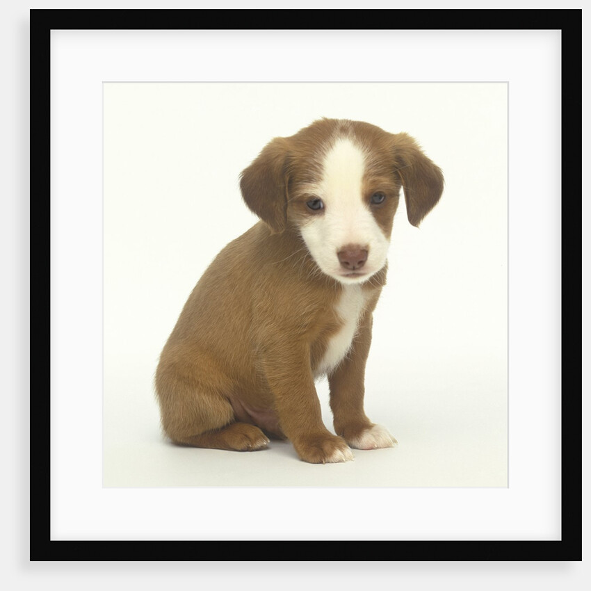 Brown and White Puppy by Anonymous