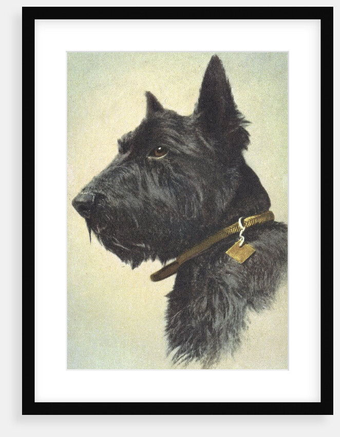 Scottish Terrier by Anonymous