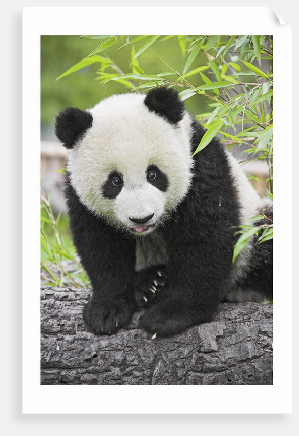 Baby Giant Panda by Anonymous
