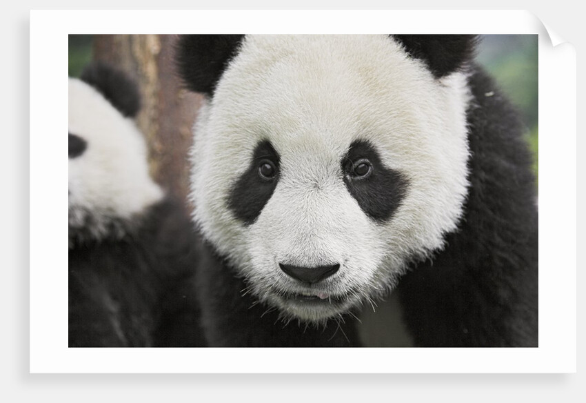 Baby Giant Pandas by Anonymous