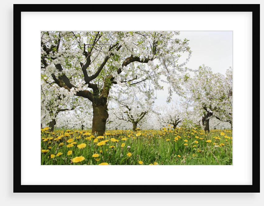 Cherry Trees and Dandelions in Bloom by Anonymous