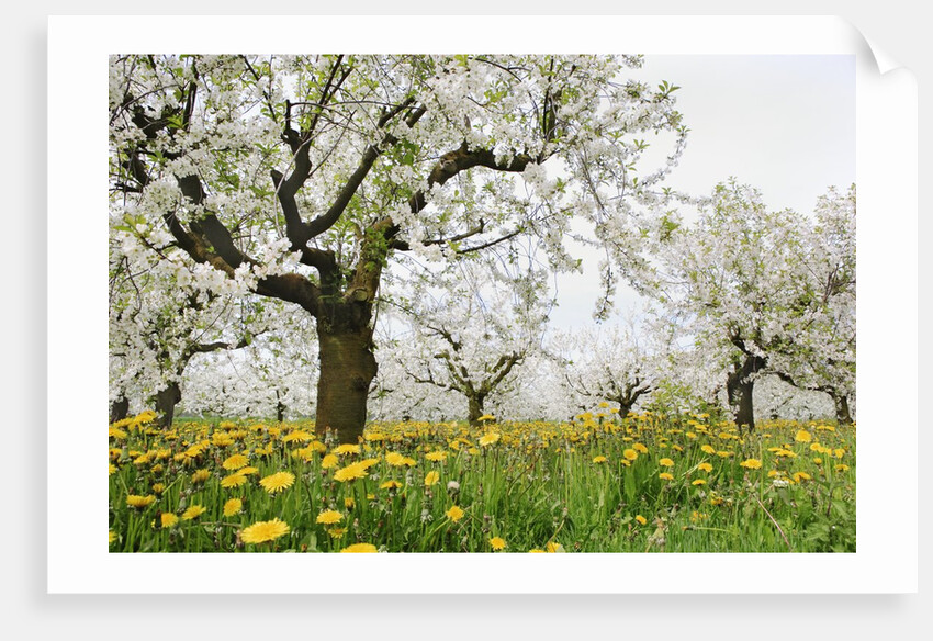 Cherry Trees and Dandelions in Bloom by Anonymous