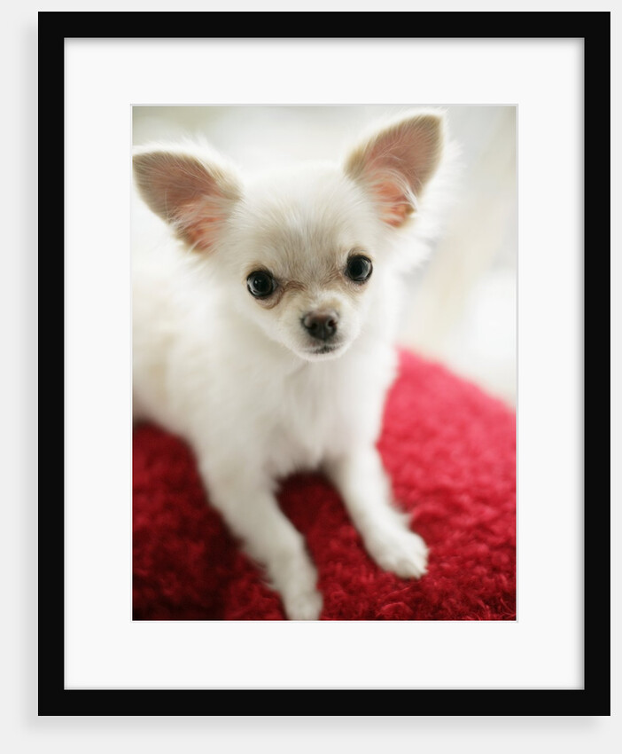 Chihuahua Sitting on Red Cushion by Anonymous