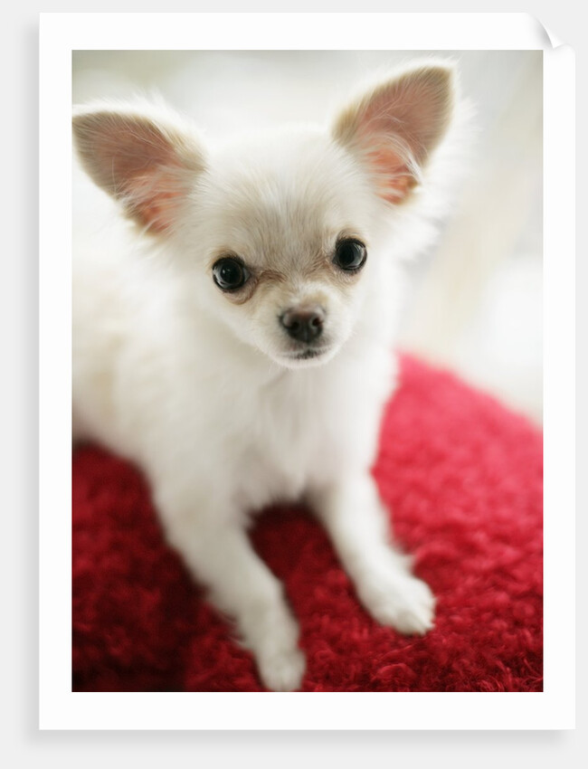 Chihuahua Sitting on Red Cushion by Anonymous