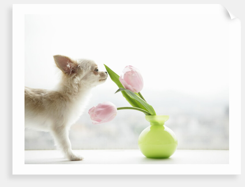 Chihuahua Smelling Flowers in Vase by Anonymous