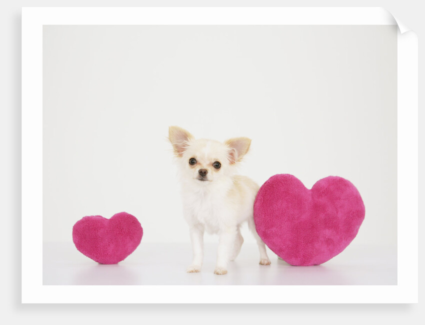 Chihuahua With Heart-shaped Cushions by Anonymous