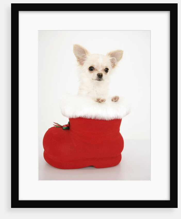 Chihuahua in Christmas Stocking by Anonymous