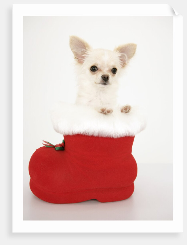 Chihuahua in Christmas Stocking by Anonymous