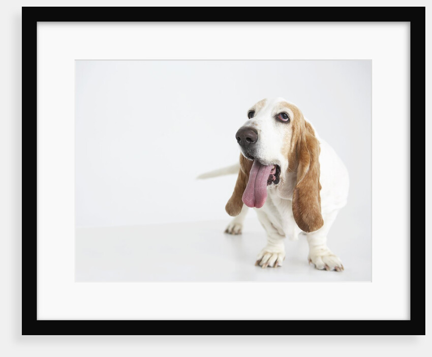 Basset Hound Panting by Anonymous